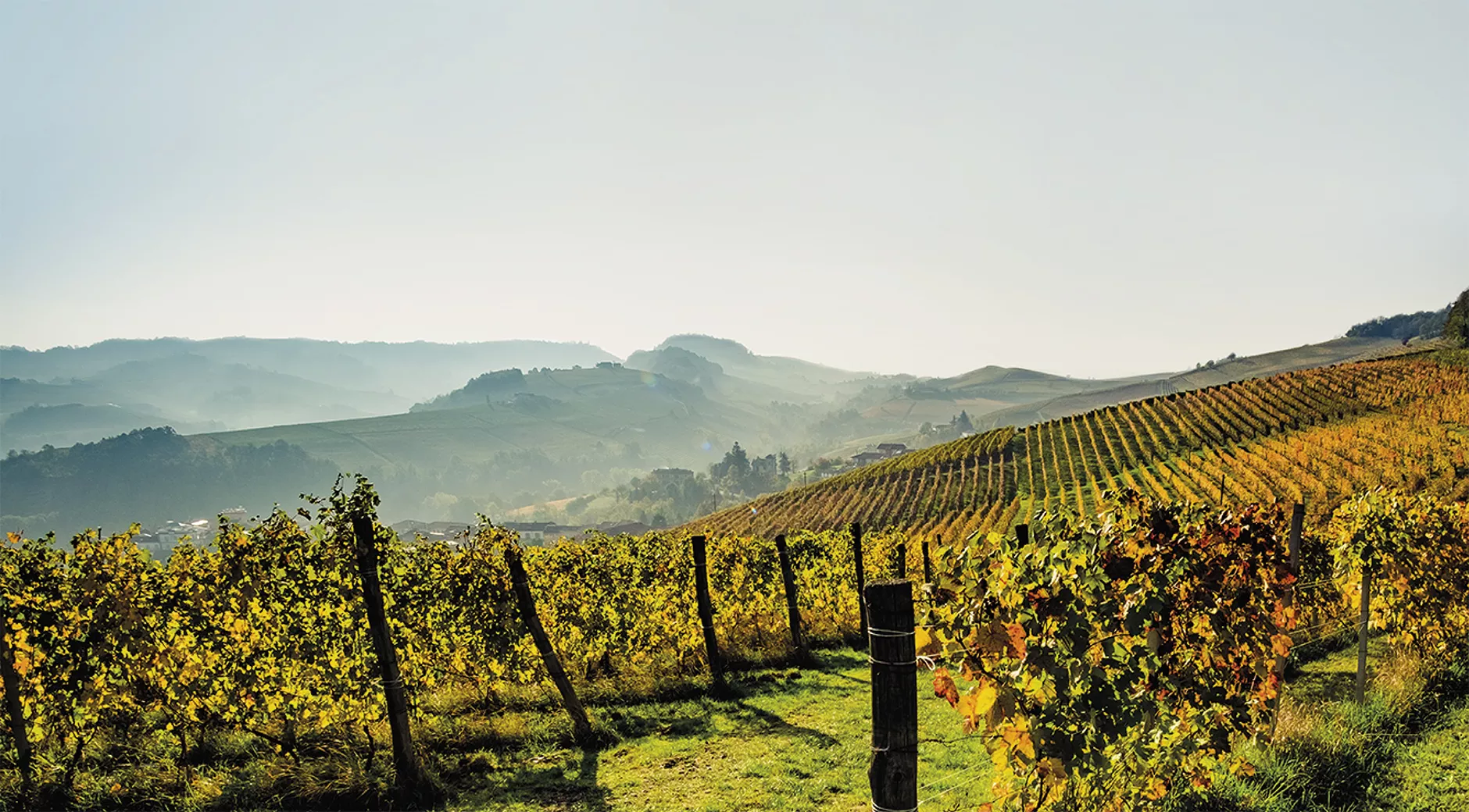 Les vignes du Domaine Beauvence dans le Luberon, à l'automne